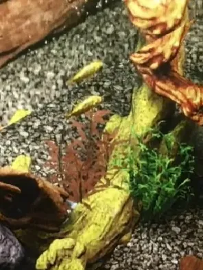 探索Brotato骑士：全面评测及体验分享